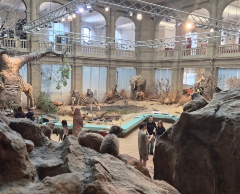 Ein Blick auf die „Savanne“ Schüler erkunden die beeindruckenden Großexponate des Museum Koenig