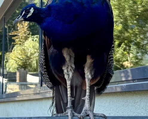 Ein farbenprächtiger Pfau zieht die Blicke der Schüler im Zoo Neuwied auf sich