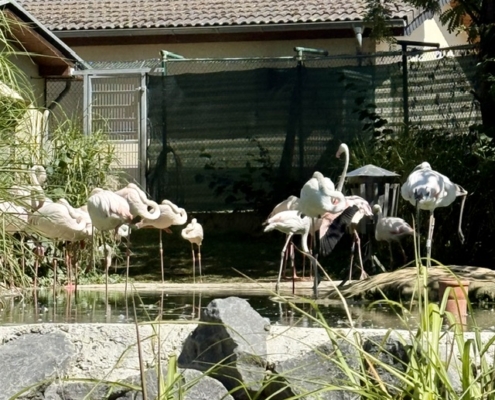 Tierische Begegnung im Zoo Neuwied