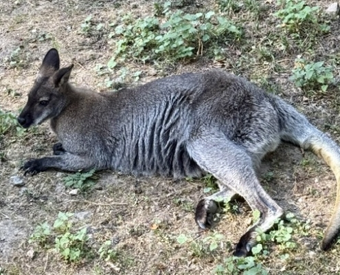 Tierische Begegnung im Zoo Neuwied